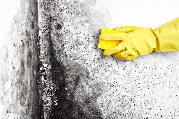 Certified Mold Removal in Fernley, NV
