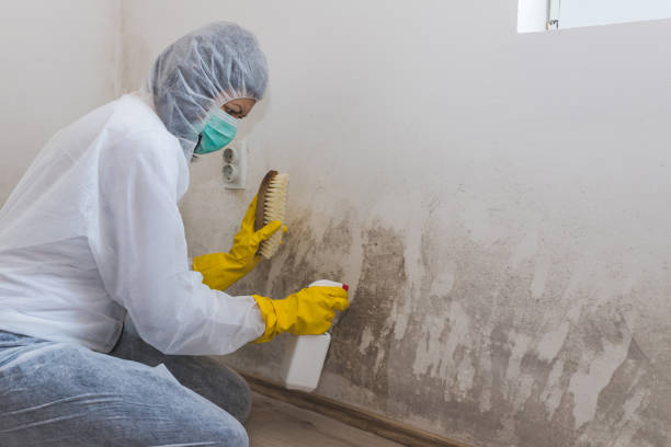 Best Mold Removal and Inspection  in Fernley, NV