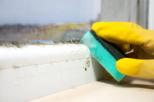Best Mold Remediation  in Fernley, NV
