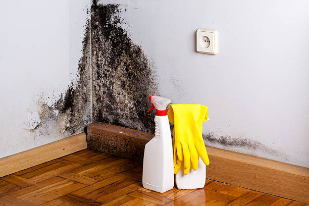 Best Mold Damage Repair  in Fernley, NV