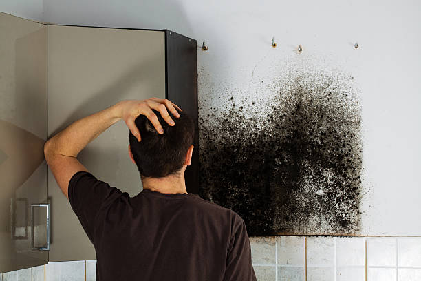 Best Black Mold Removal  in Fernley, NV